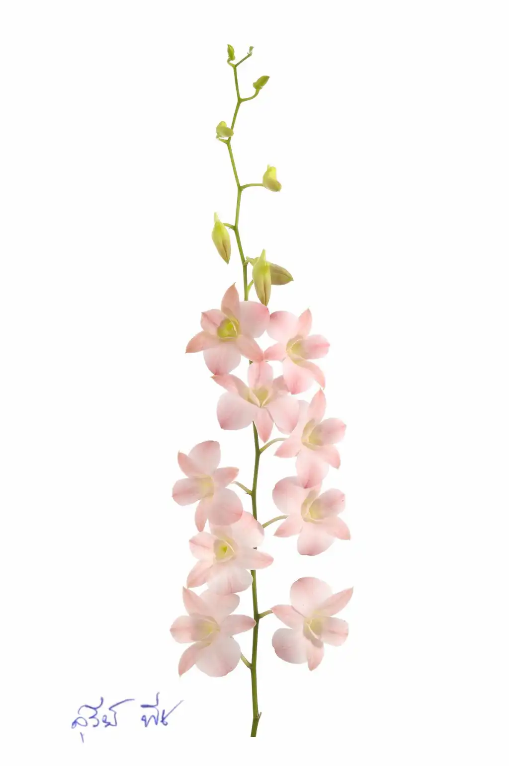 Dendrobium-1.webp