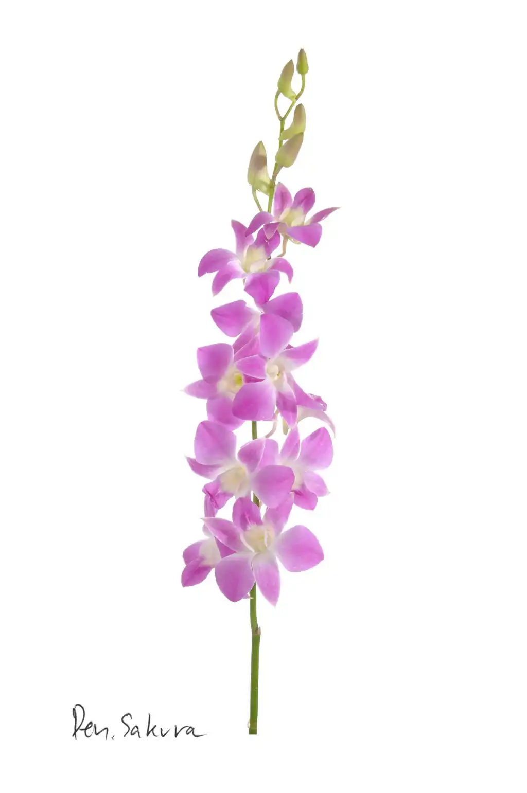 Dendrobium-2.webp