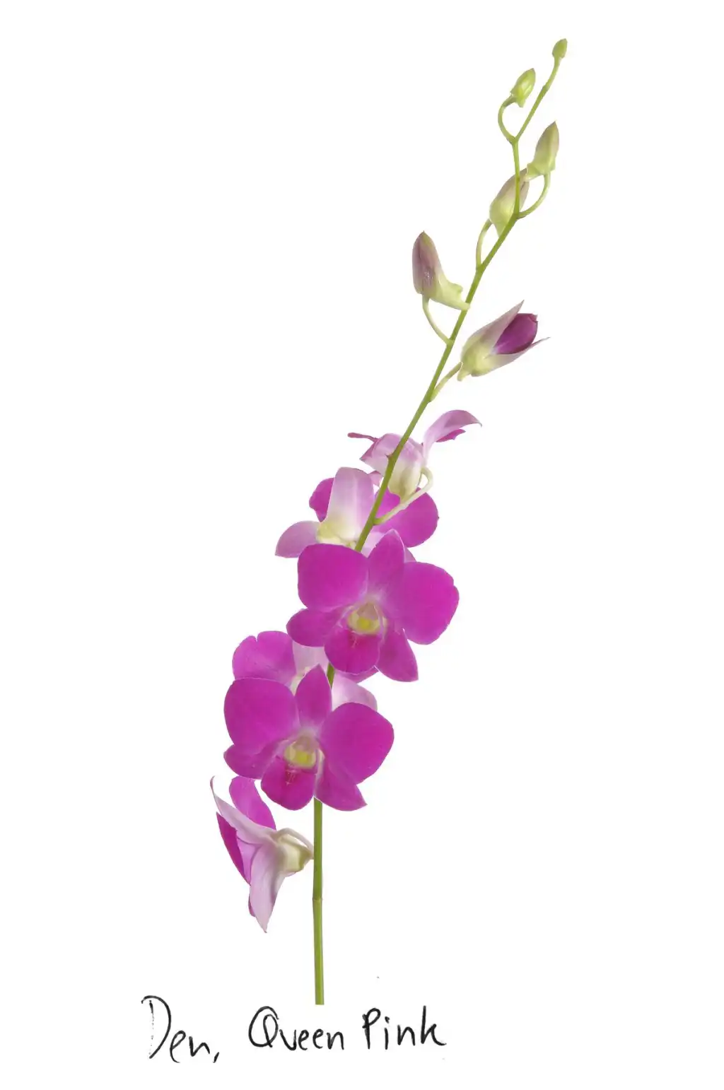 Dendrobium-3.webp