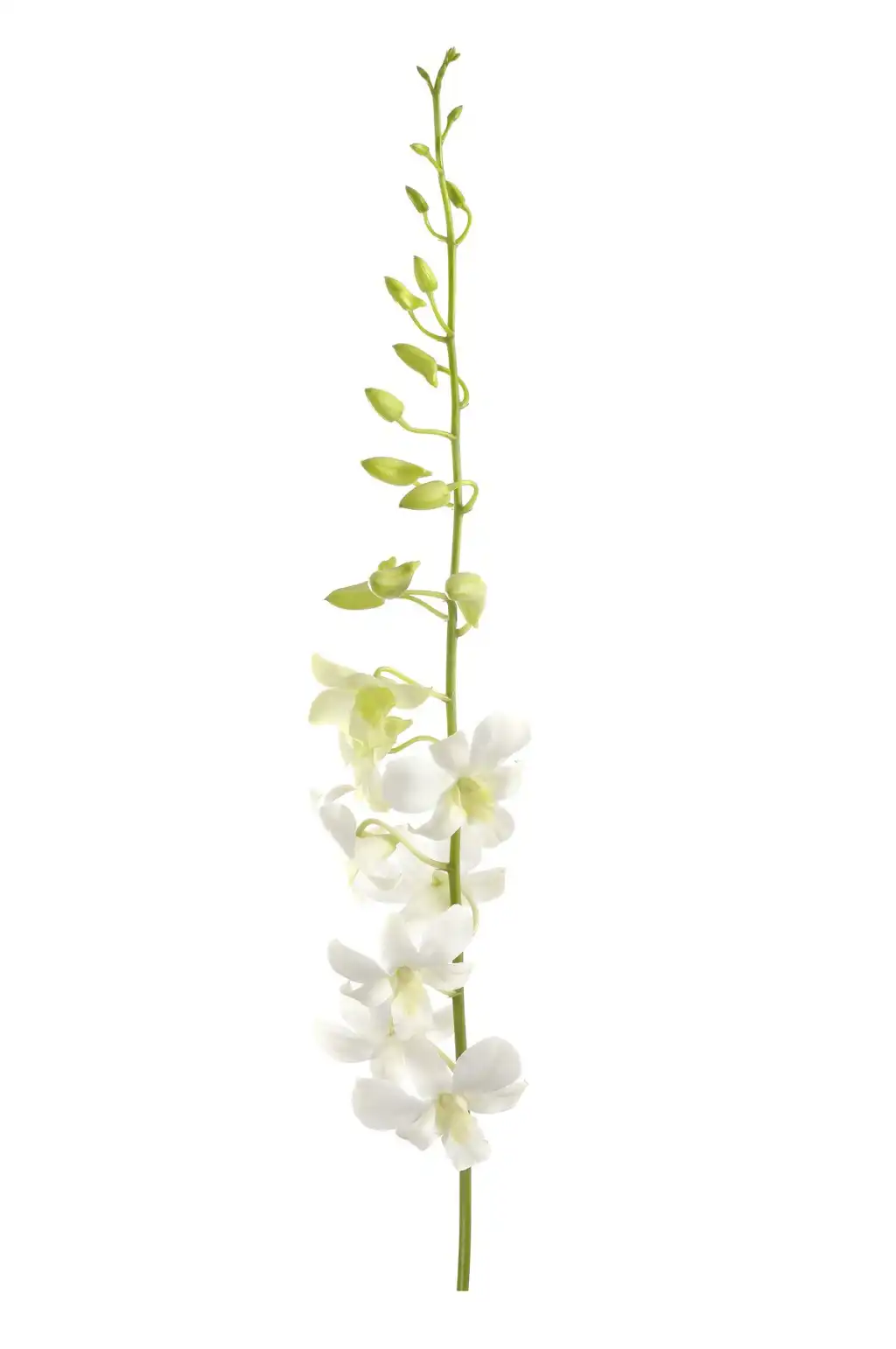 Dendrobium-4.webp