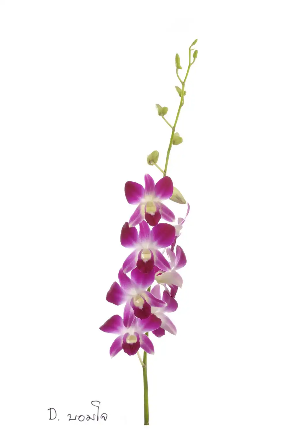 Dendrobium-5.webp