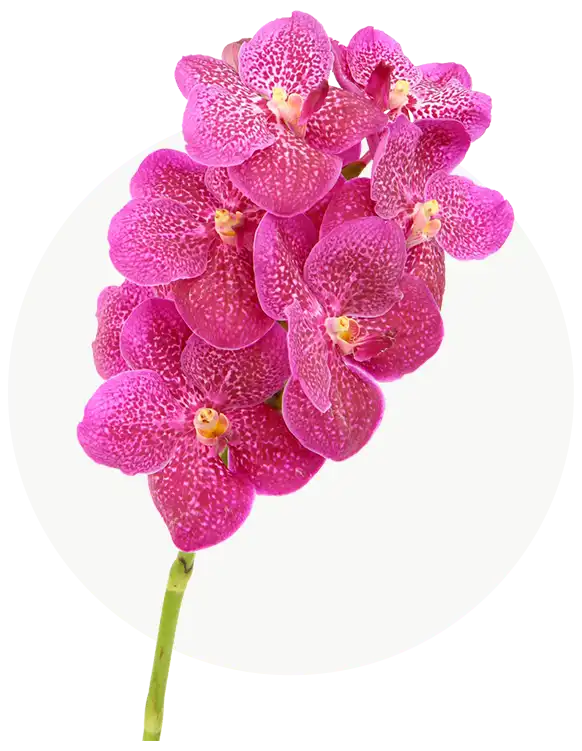 vanda-1.webp