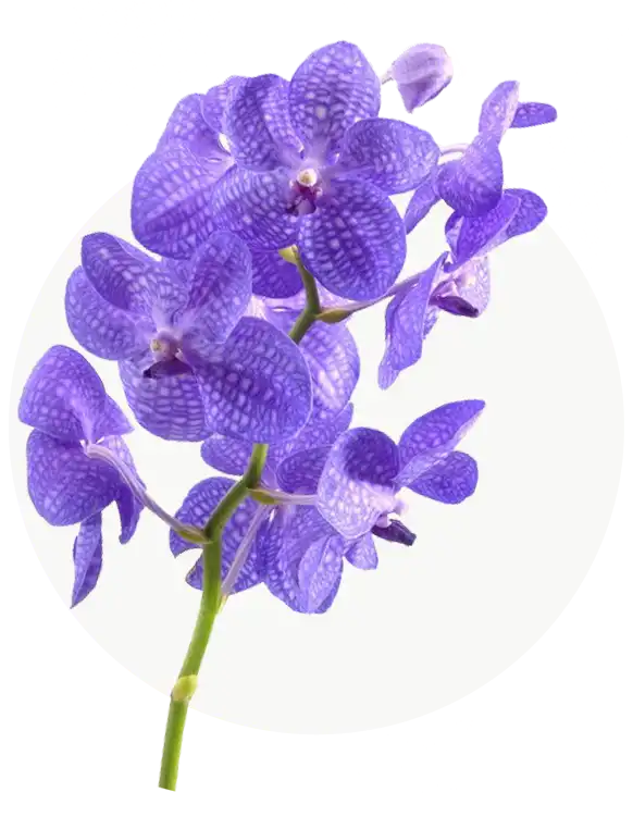 vanda-2.webp