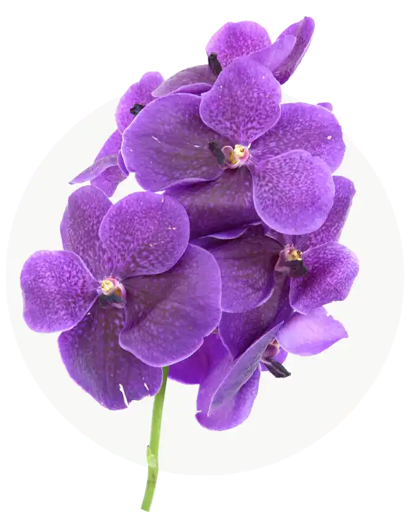 vanda-3.webp