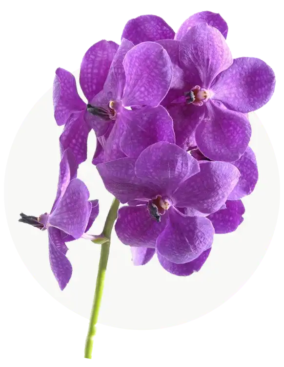 vanda-4.webp