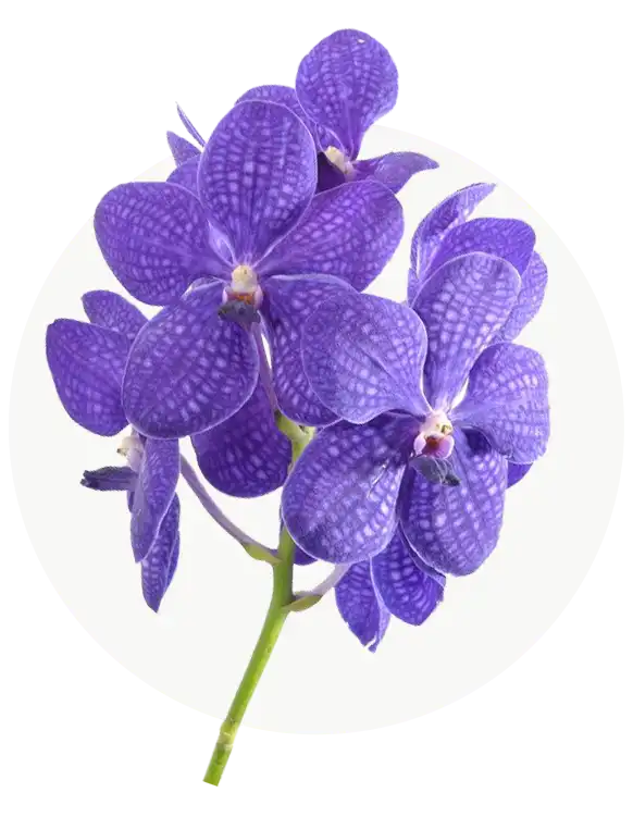 vanda-5.webp